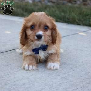 Axel, Cavapoo Puppy